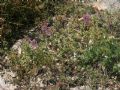 Allium lusitanicum